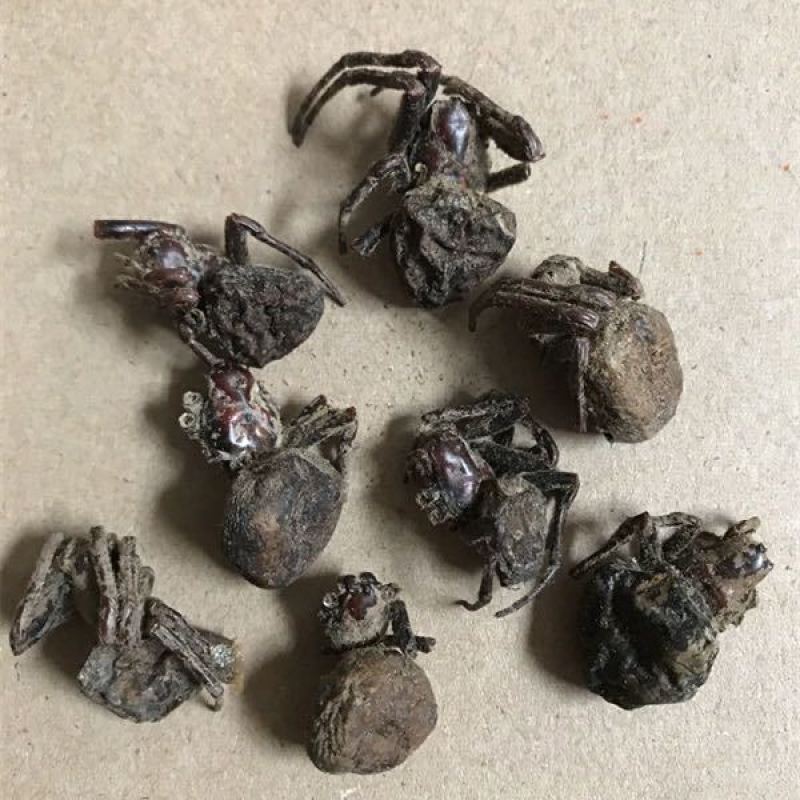 蜘蛛，黑蜘蛛，金蜘蛛，花蜘蛛，草蜘蛛，药典标准，产地直供