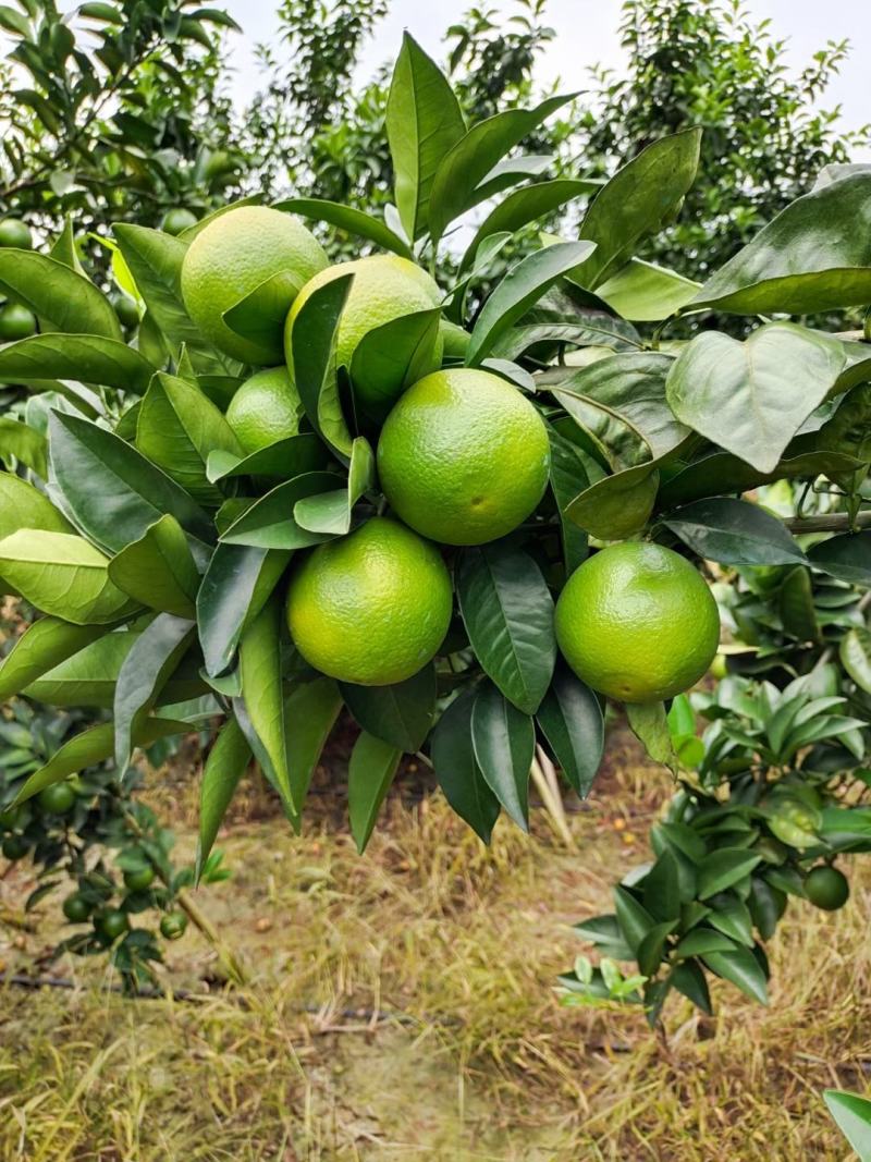 红江橙大量接单，，，可以现采可以订购