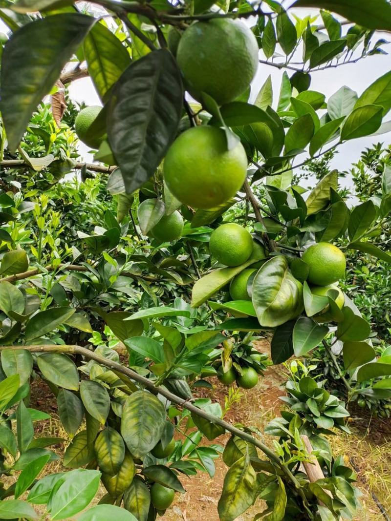 红江橙大量接单，，，可以现采可以订购