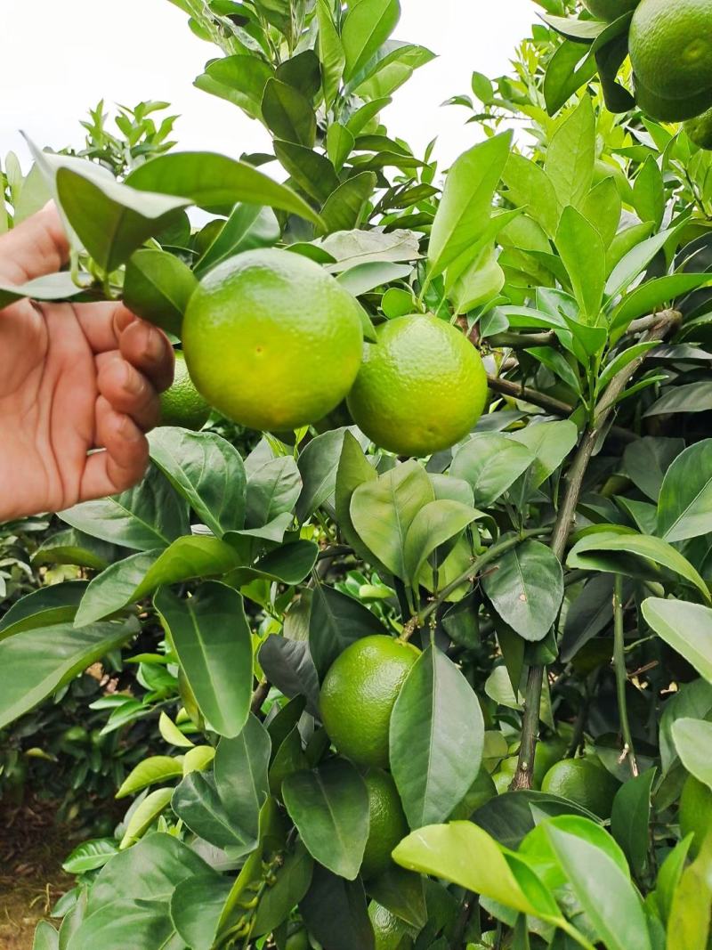 红江橙大量接单，，，可以现采可以订购