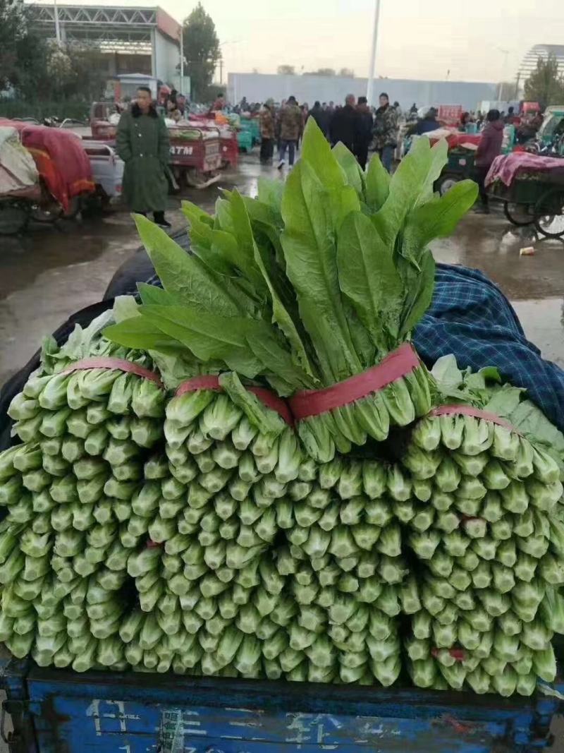 精品油麦菜大量上市
