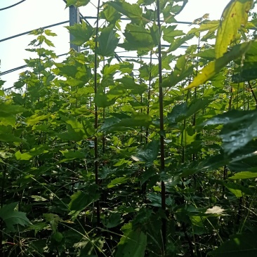 树高1.5-2米左右红冠红枫50000棵