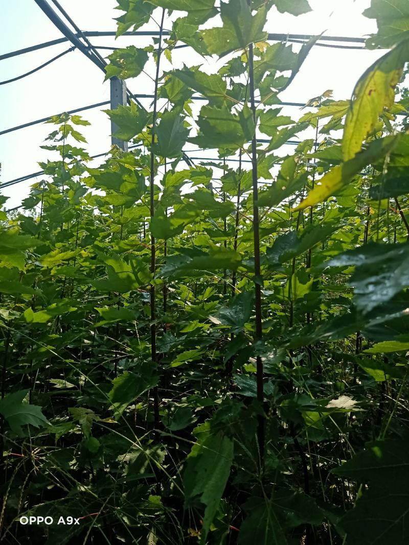 树高1.5-2米左右红冠红枫50000棵