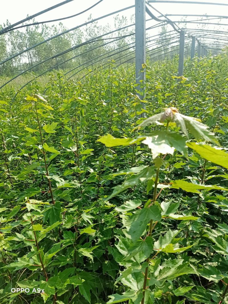 树高1.5-2米左右红冠红枫50000棵