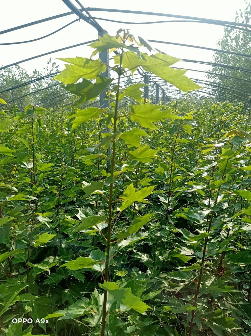 树高1.5-2米左右红冠红枫50000棵