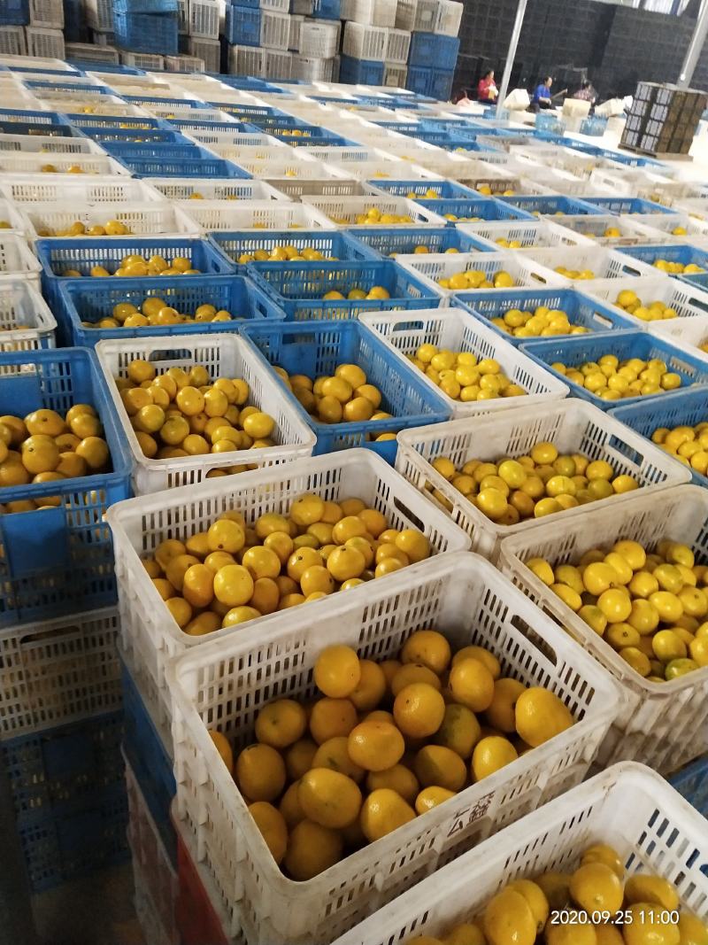 蜜橘湖北柑桔宜昌蜜橘皮薄化渣质量三包对接全国
