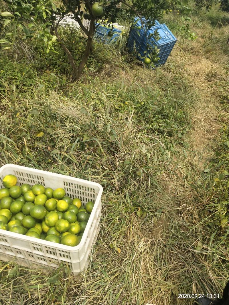 蜜橘湖北柑桔宜昌蜜橘皮薄化渣质量三包对接全国