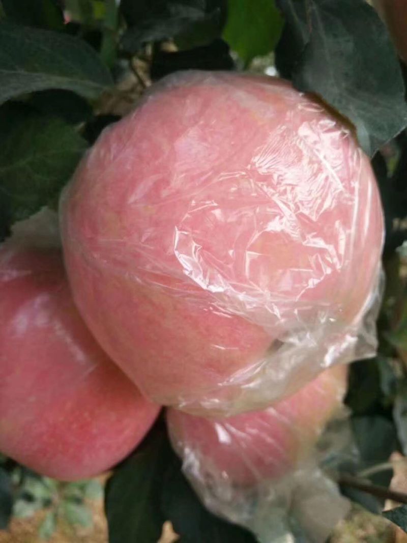 （热销）精品山东纸袋膜带纸加膜红富士苹果，专业挑选。