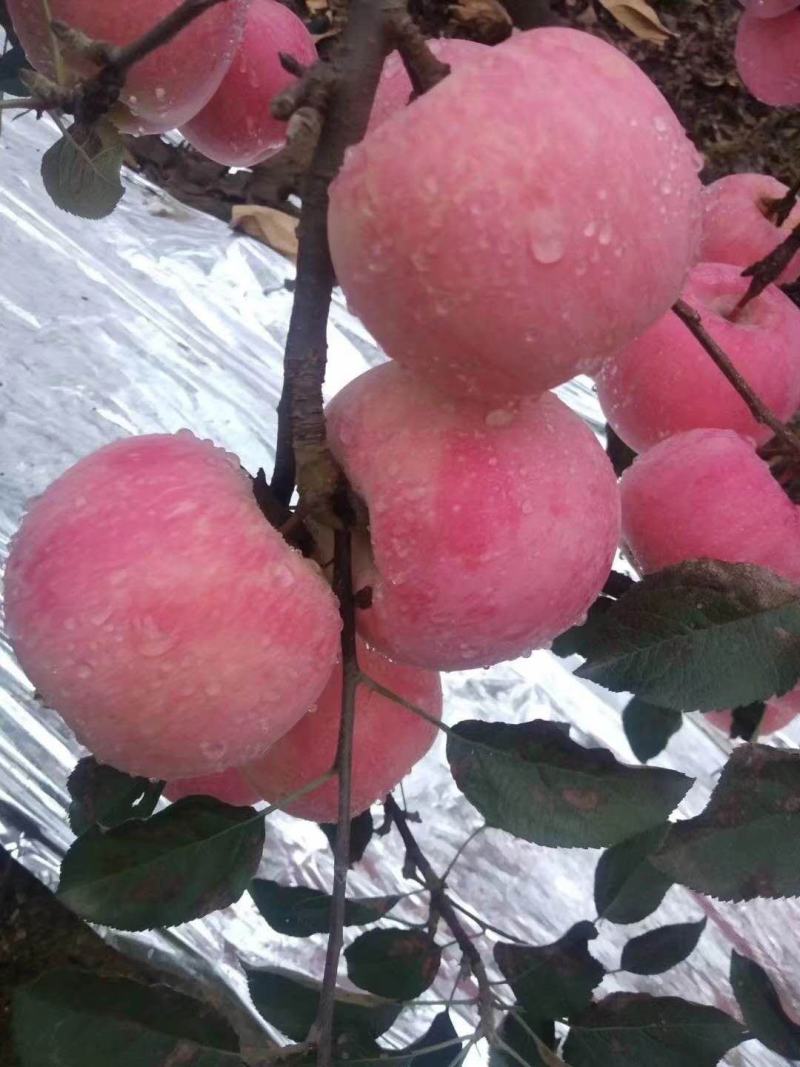 （热销）精品山东纸袋膜带纸加膜红富士苹果，专业挑选。