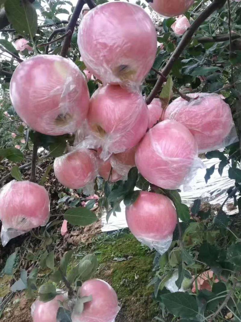 （热销）精品山东纸袋膜带纸加膜红富士苹果，专业挑选。