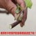 葡萄树苗特大蓝宝石巨峰果树苗南方北方种植当年结果