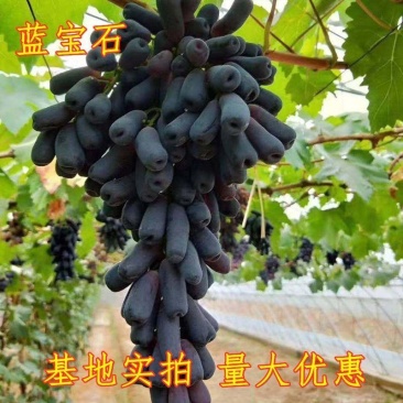 葡萄树苗特大蓝宝石巨峰果树苗南方北方种植当年结果