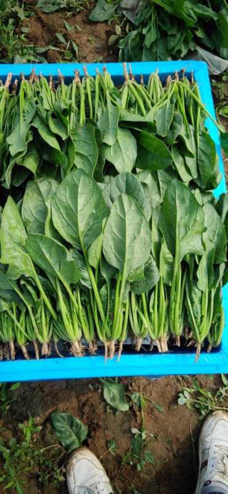 河北邯郸永年精品蔬菜