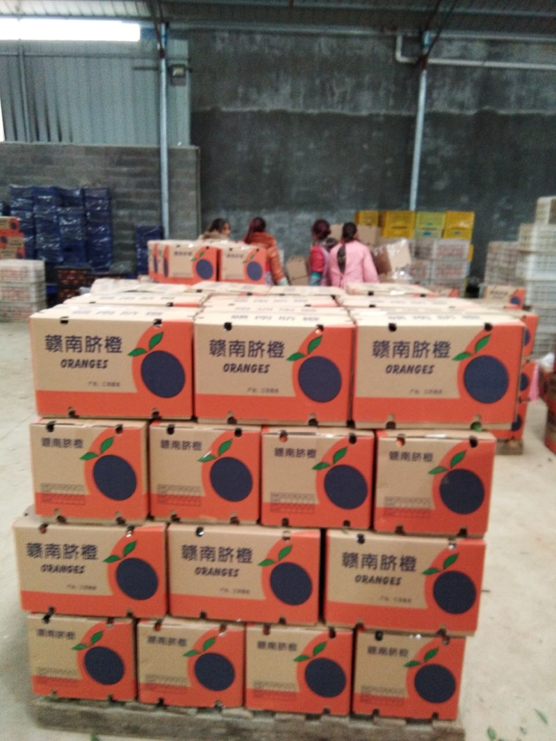 【精选】纽荷尔脐橙专业种植基地直发真实报价全国供应