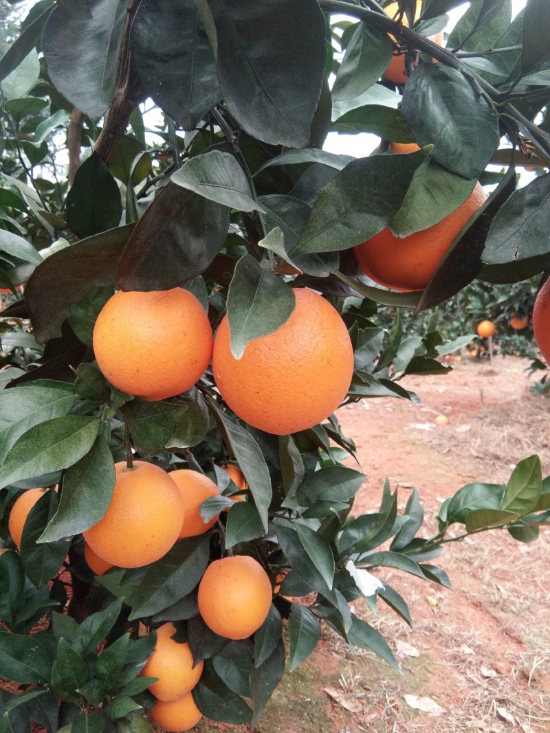 【精选】纽荷尔脐橙专业种植基地直发真实报价全国供应