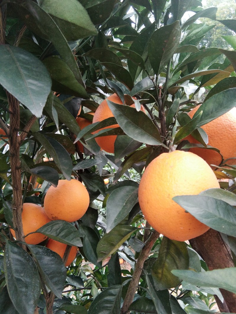 【精选】纽荷尔脐橙专业种植基地直发真实报价全国供应