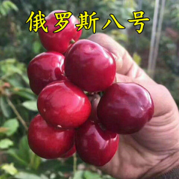 车厘子鲁樱三号俄罗斯八号树苗特大嫁接南方北方种植庭院阳台
