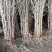 冬枣苗沾化冬枣个大甜脆嫁接南方北方种植盆栽地栽