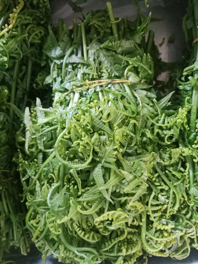 云南普洱水蕨菜_鲜货_怎么做都不会苦的蕨菜