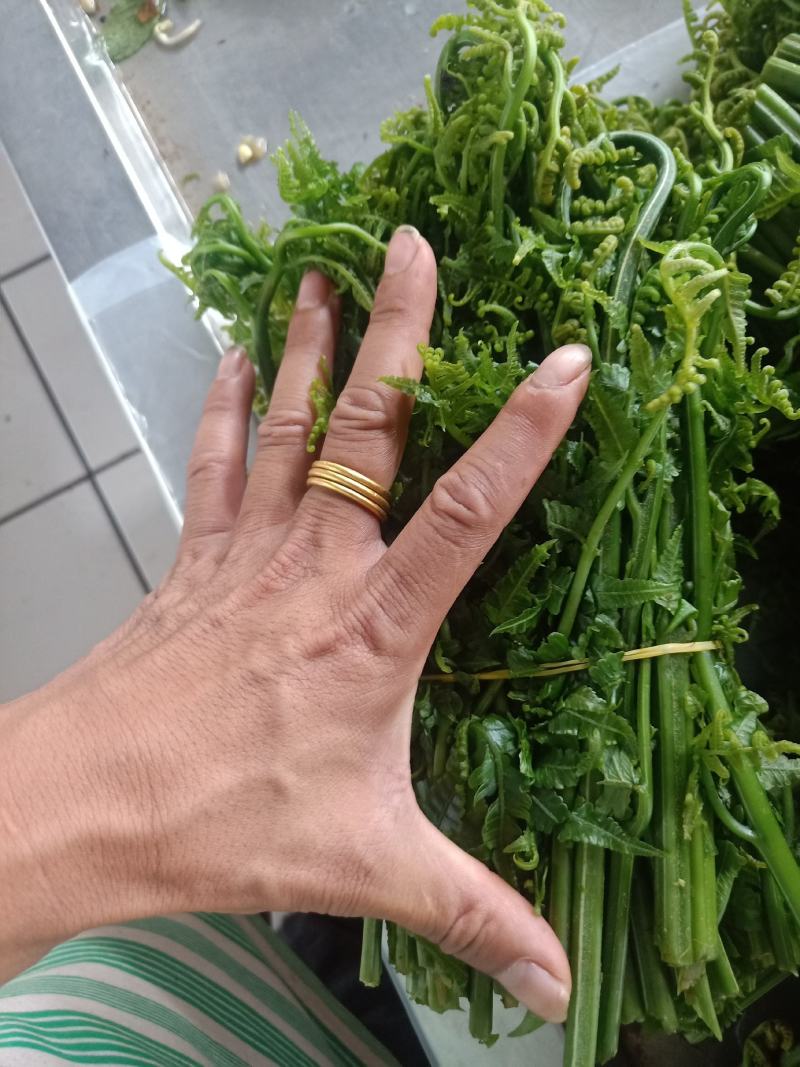 云南普洱水蕨菜_鲜货_怎么做都不会苦的蕨菜