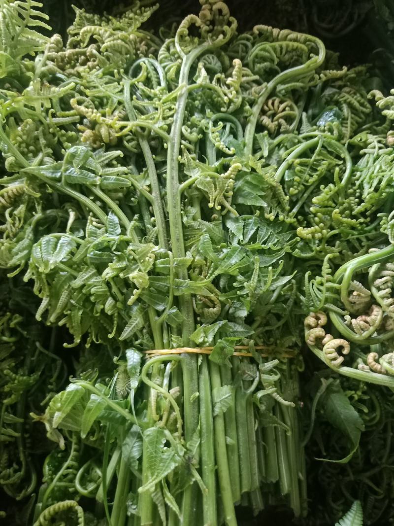云南普洱水蕨菜_鲜货_怎么做都不会苦的蕨菜