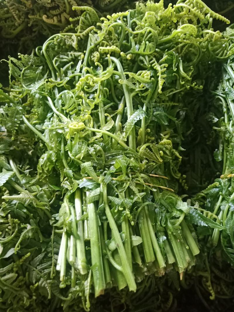 云南普洱水蕨菜_鲜货_怎么做都不会苦的蕨菜