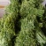 云南普洱水蕨菜_鲜货_怎么做都不会苦的蕨菜
