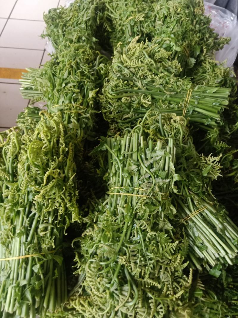 云南普洱水蕨菜_鲜货_怎么做都不会苦的蕨菜