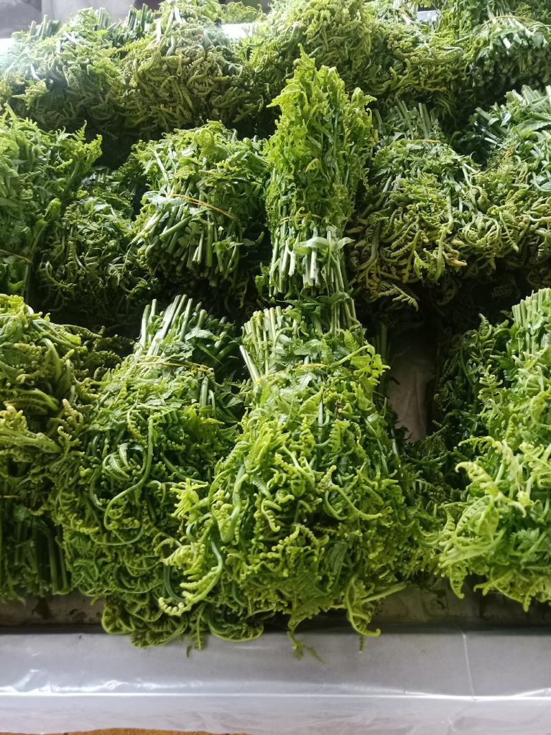 云南普洱水蕨菜_鲜货_怎么做都不会苦的蕨菜