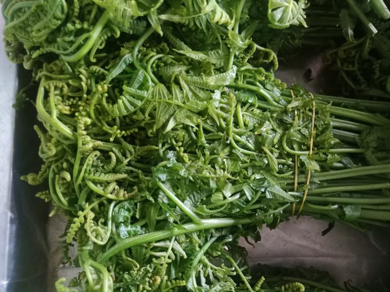 云南普洱水蕨菜_鲜货_怎么做都不会苦的蕨菜