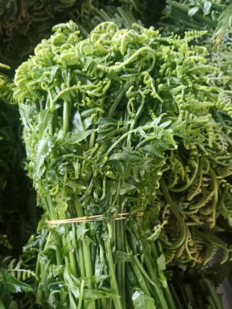 云南普洱水蕨菜_鲜货_怎么做都不会苦的蕨菜