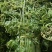云南普洱水蕨菜_鲜货_怎么做都不会苦的蕨菜