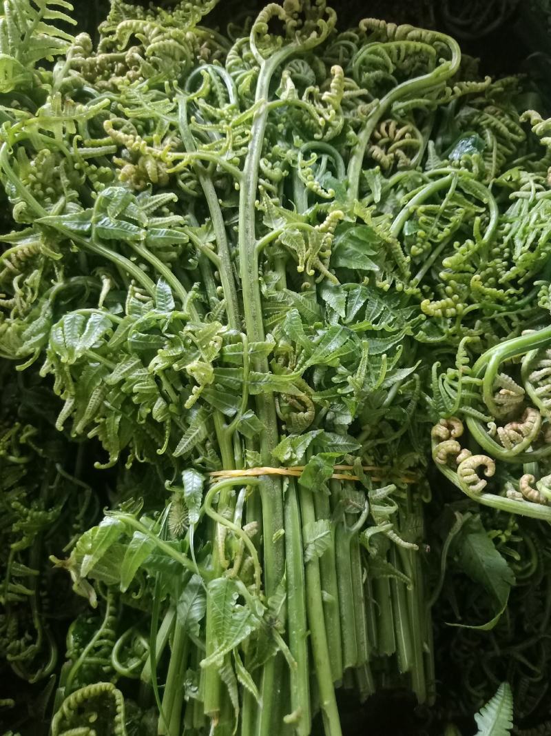 云南普洱水蕨菜_鲜货_怎么做都不会苦的蕨菜