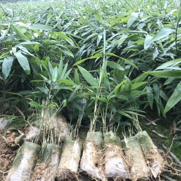 长期大量供应各种规格毛竹苗，小杯苗，大杯苗