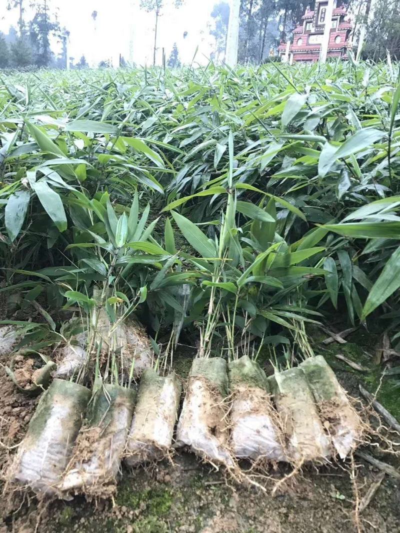 长期大量供应各种规格毛竹苗，小杯苗，大杯苗