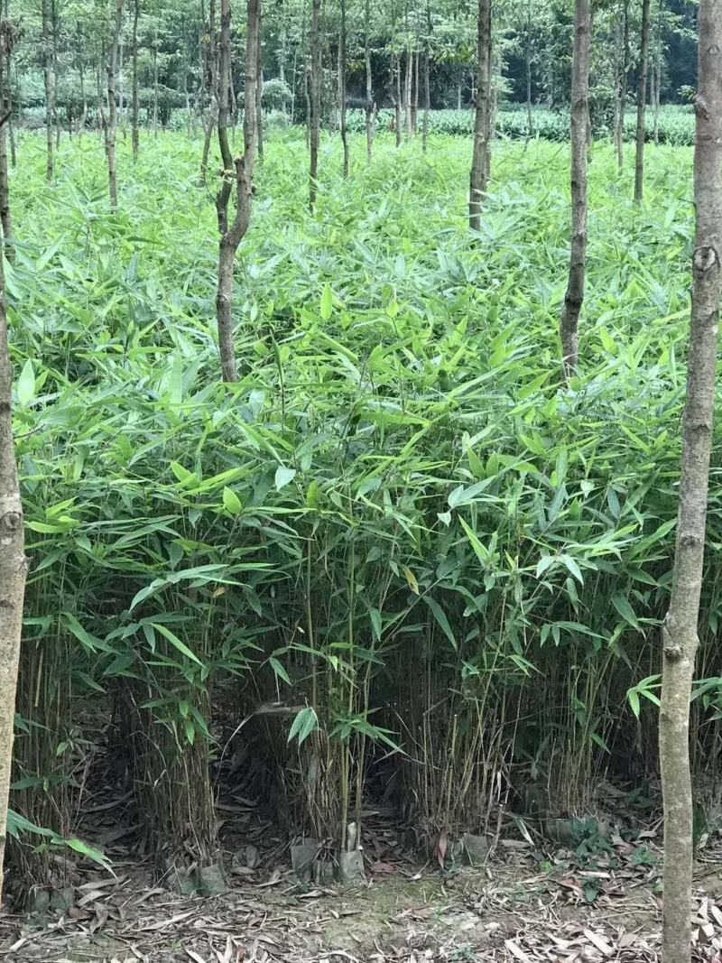 长期大量供应各种规格毛竹苗，小杯苗，大杯苗