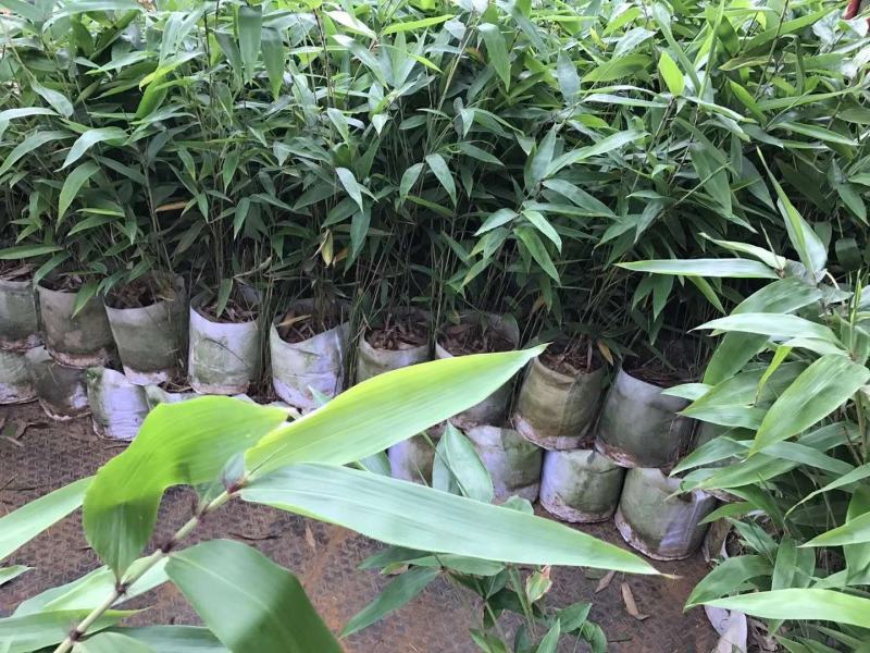 长期大量供应各种规格毛竹苗，小杯苗，大杯苗