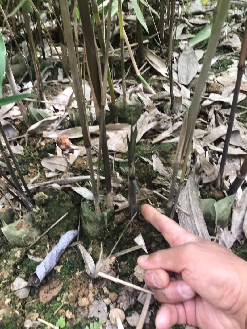 长期大量供应各种规格毛竹苗，小杯苗，大杯苗