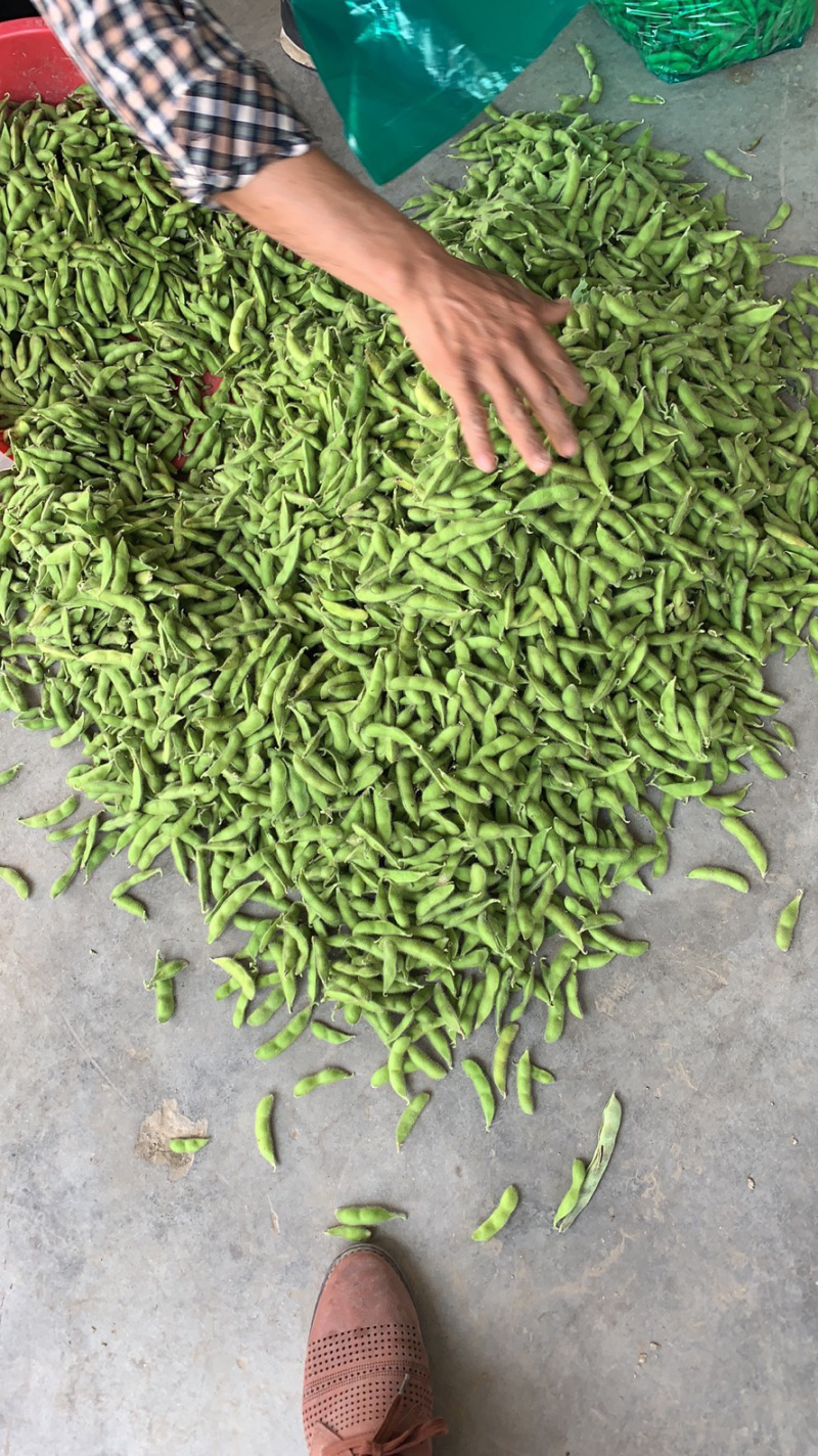 优质青毛豆大量上市中，确保质量，欢迎新老客户前来选购