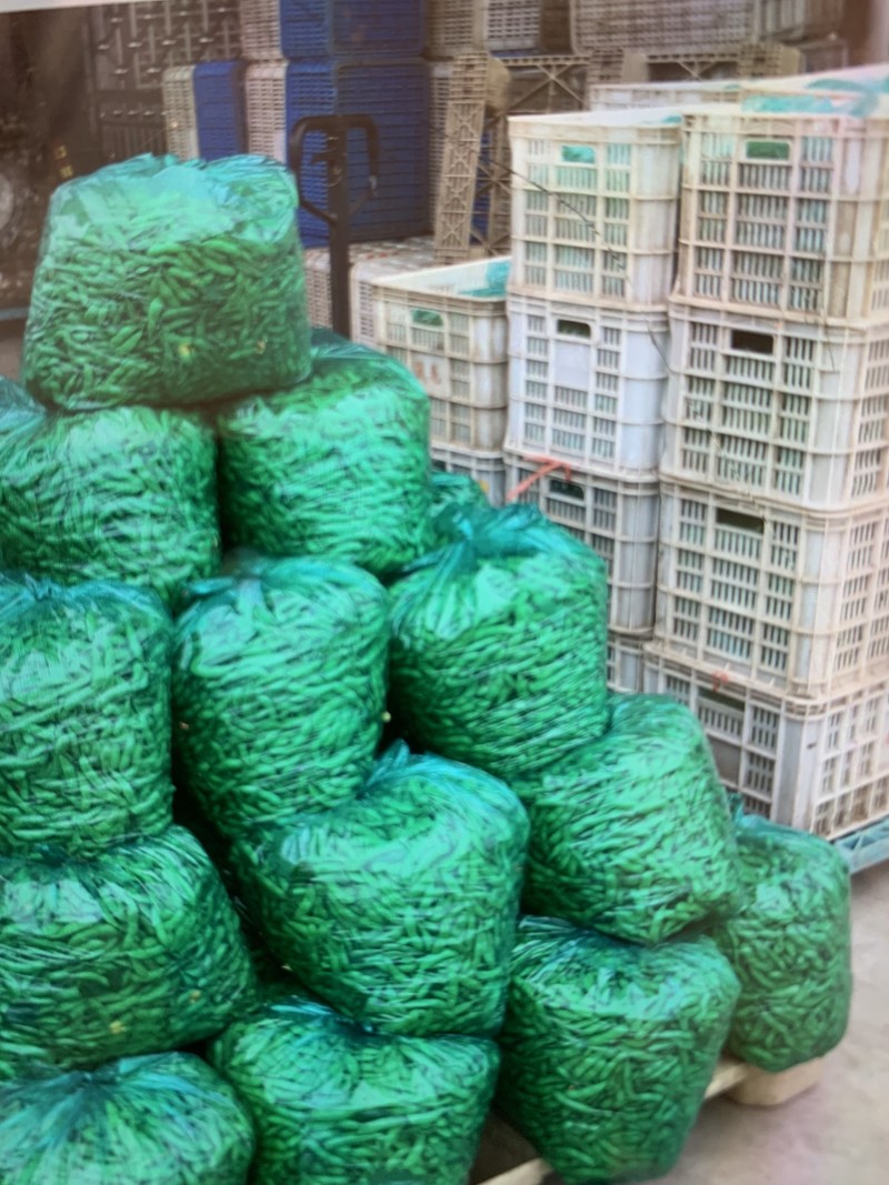 优质青毛豆大量上市中，确保质量，欢迎新老客户前来选购