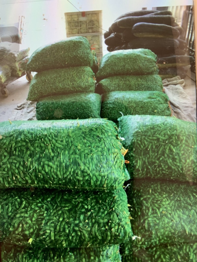 优质青毛豆大量上市中，确保质量，欢迎新老客户前来选购