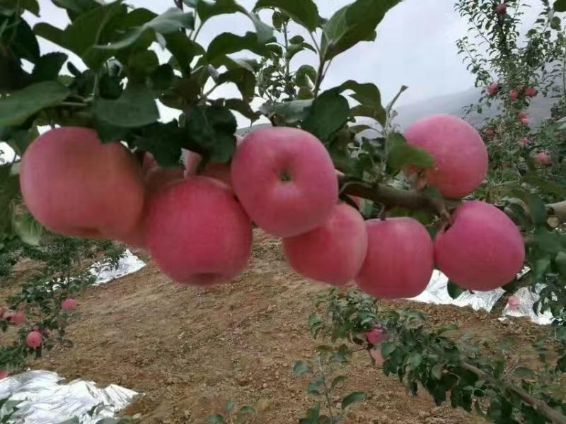 甘肃红富士苹果脆甜，产地一件代发全国包邮