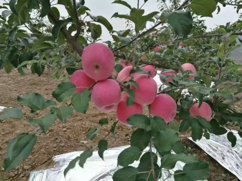 甘肃红富士苹果脆甜，产地一件代发全国包邮