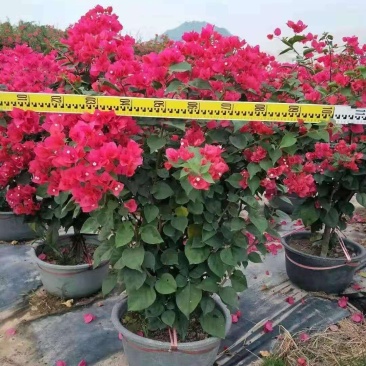 三角梅（勒杜鹃）福建源头厂家，自产自销