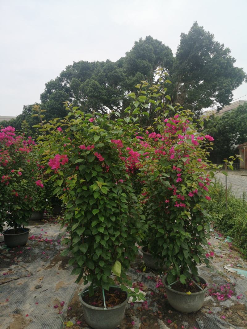 三角梅（勒杜鹃）福建源头厂家，自产自销