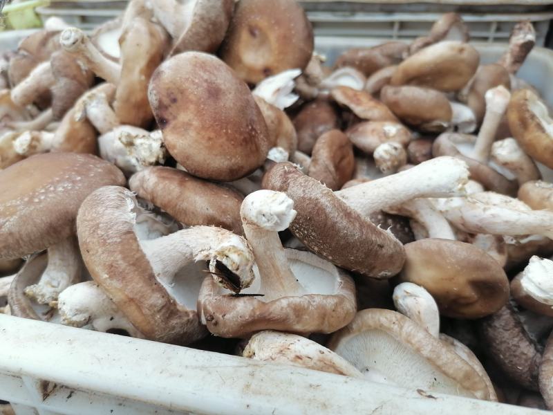香菇大量现货需要的可以来价格美丽