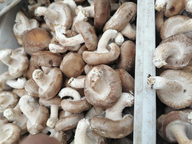 香菇大量现货需要的可以来价格美丽