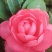 四季杜鹃茶花、七芯、小璇茶花。
