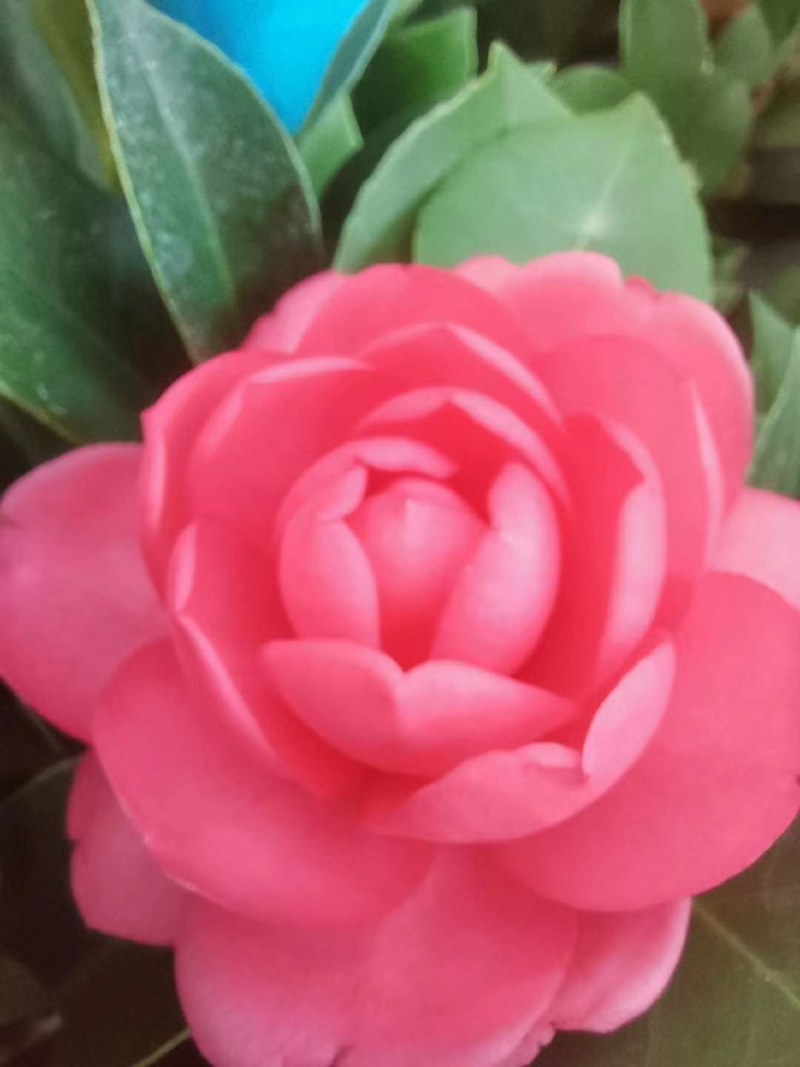 四季杜鹃茶花、七芯、小璇茶花。