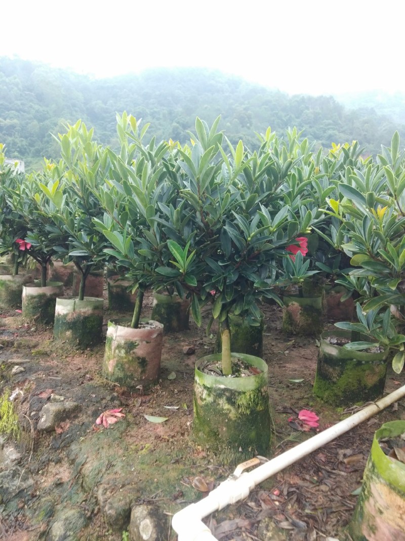 四季杜鹃茶花、七芯、小璇茶花。